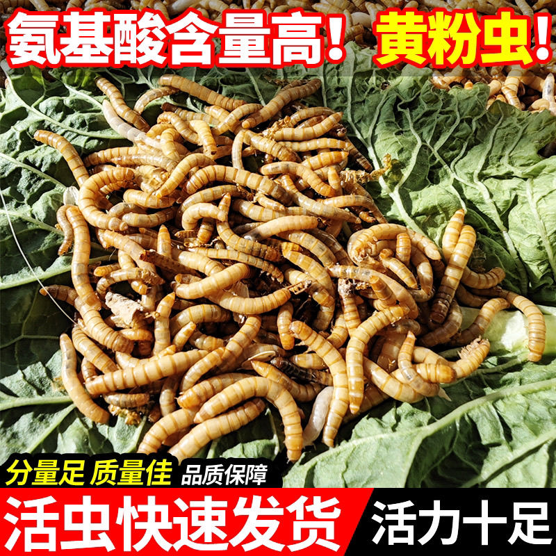 面包虫活体 黄粉虫活虫 鹦鹉鱼 金龙鱼 乌龟 画眉鸟石蛙饲料包邮