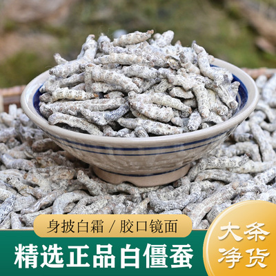 正宗白僵蚕中药材 精选无硫白僵蚕250g 僵蚕粉/秦艽 非野生僵蚕