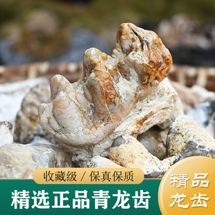 龙齿中药材正品 精选青龙齿100g