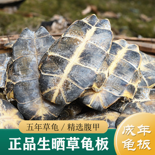 龟板中药材正品 5年以上草龟板100g 血甲/龟甲壳/龟甲板 整个腹甲