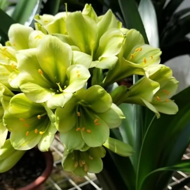 绿花君子兰价格 绿花君子兰图片 星期三 绿花君子兰价格 绿花君子兰图片 星期三