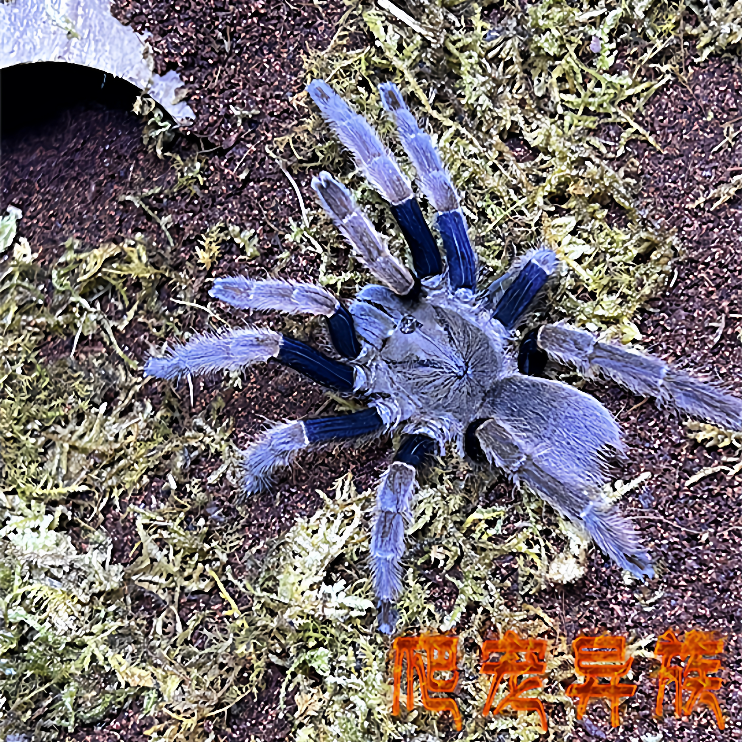 苏门答腊棕蜘蛛Coremiocnemis Kotacana活体宠物蜘蛛（霍格同属）