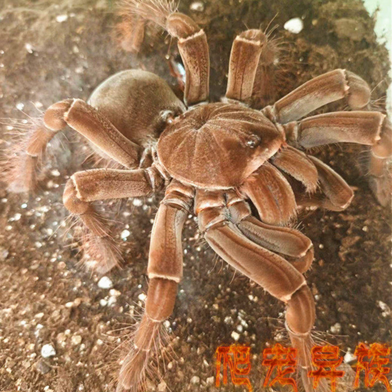 亚马逊巨人蜘蛛ts短毛种活体蜘蛛宠物蜘蛛捕鸟蛛爬宠异族活体宠物