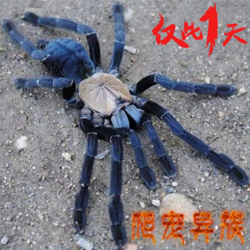 印尼金背地老虎蜘蛛树栖类金色背夹捕鸟蛛活体宠物蜘蛛爬宠异族