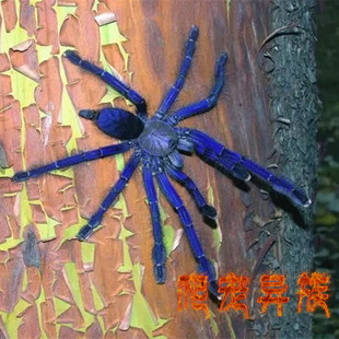 新加坡蓝蜘蛛宠物活体蜘蛛新蓝蜘蛛蓝色种蜘蛛大型凶猛型树栖品种