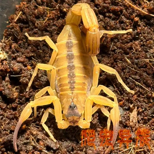 巴西金幽灵蝎子Tityus stigmurus (单性繁殖）宠物蝎子经典黄色系