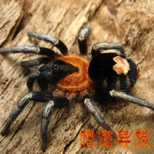 委内瑞拉侏儒Cyriocosmus elegans蜘蛛活体宠物蜘蛛小型爱心蜘蛛