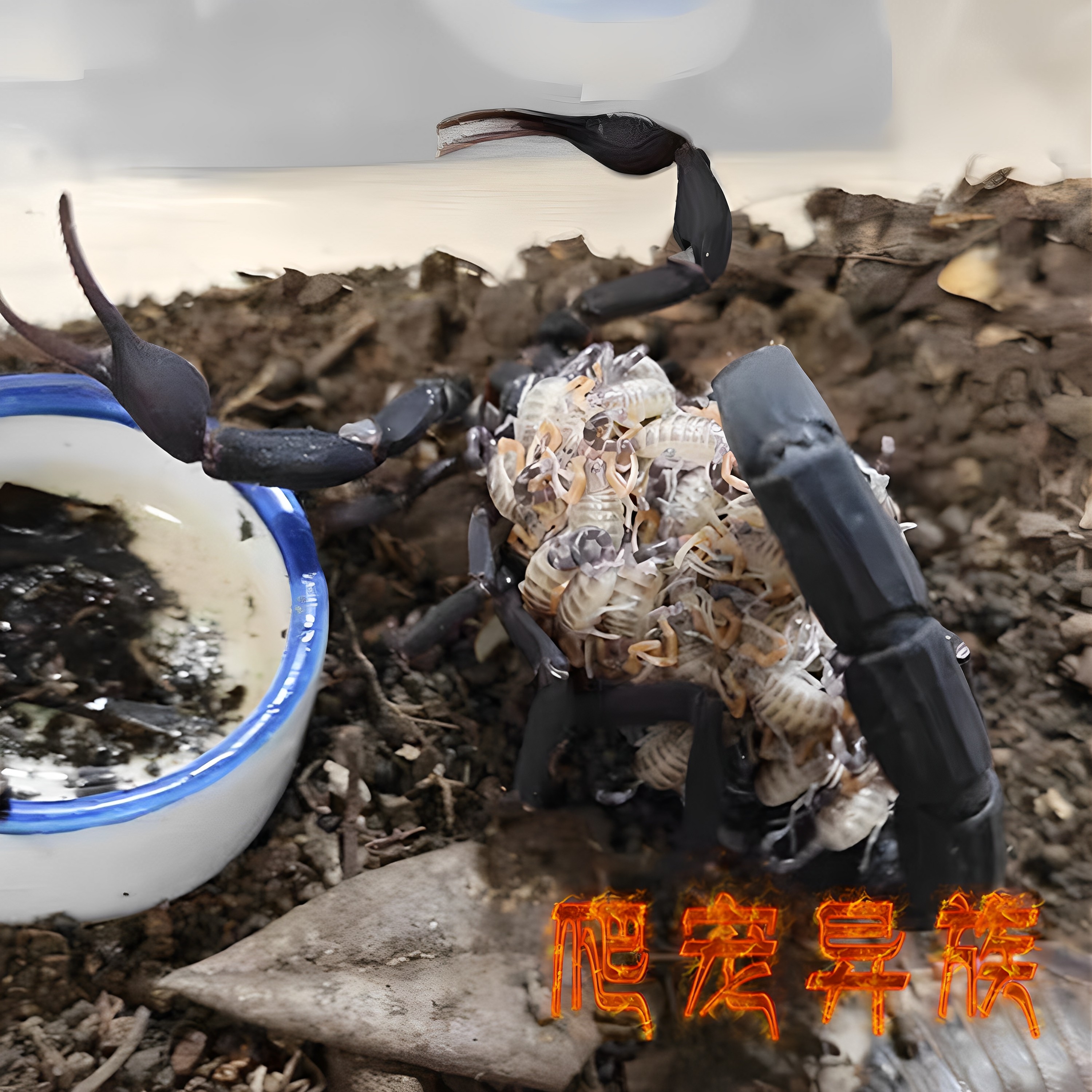 马达加斯加黑金刚蝎子 沙漠蝎Teruelius grandidieri耐干旱好饲养