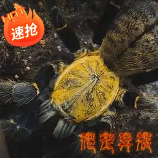 胡志明地老虎蜘蛛超大个体黄金色背高端骨灰级玩家收藏品爬宠异族
