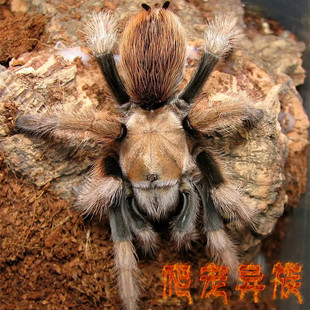 APH墨西哥金背蜘蛛墨西哥APH属金背活体宠物蜘蛛寿命超长温顺型