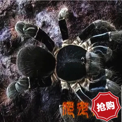 海格力斯巨人巴布蜘蛛 海格蜘蛛宠物蜘蛛好饲养凶猛型蜘蛛爬宠异