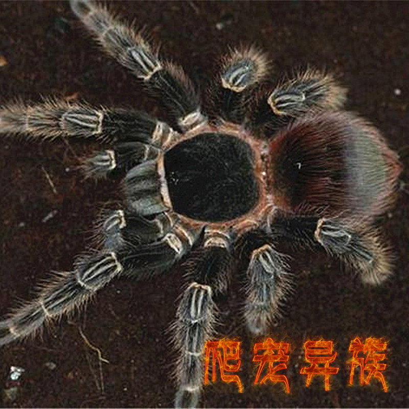 猩红蜘蛛蛛巴伊亚猩红食鸟蛛L属四大金刚之一猩红蜘蛛超大个体款