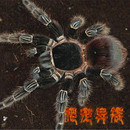 猩红蜘蛛蛛巴伊亚猩红食鸟蛛L属四大金刚之一猩红蜘蛛超大个体款