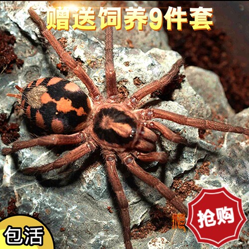 哥伦比亚南瓜蜘蛛活体蜘蛛南瓜蜘蛛哥伦比亚南瓜大种好饲养入门养