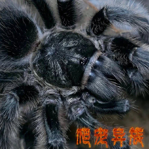 潘帕斯草原绯红Grammostola grossa温顺好养新手养成体18-20超帅