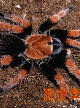墨西哥血脚蜘蛛aph属寿命超长可25年以上活体蜘蛛宠物蜘蛛血脚蜘
