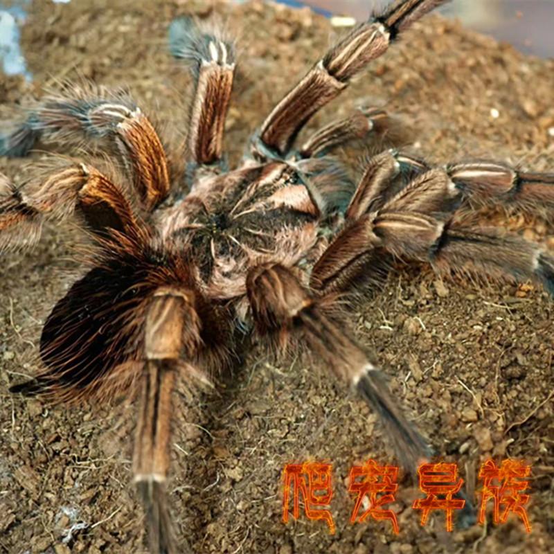 可可巨人间纹温顺类蜘蛛