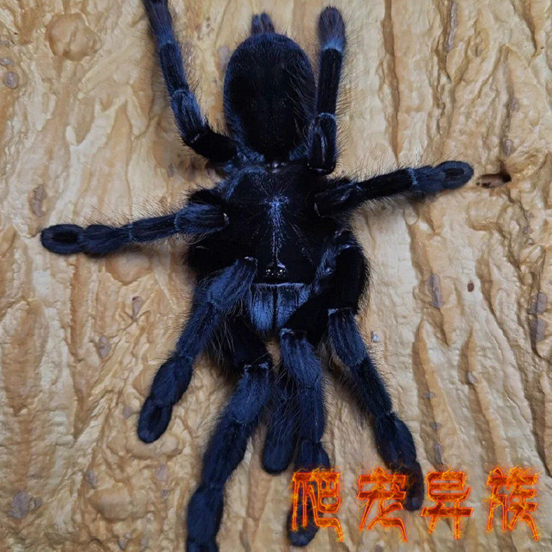桑义赫黑食鸟蜘蛛树栖类蜘蛛成体荧光紫颜色漂亮桑黑蜘蛛收藏款