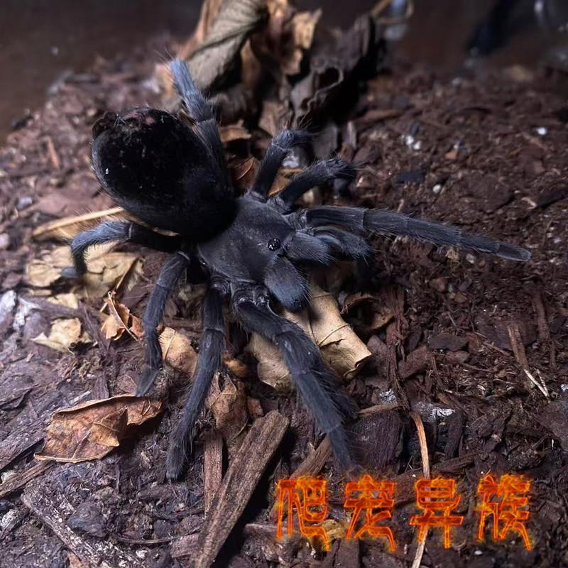 APH墨西哥黑背温顺宠物蜘蛛