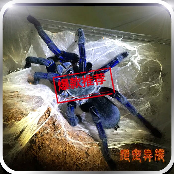 泰国金属蓝蜘蛛金属蓝宠物蜘蛛蓝色经典款蜘蛛凶猛型蜘蛛爬宠异族