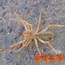 蔽日蛛沙漠超級殺手蔽日 疆避日蛛 兇猛駱駝蜘蛛蜘蛛活體寵物蜘蛛