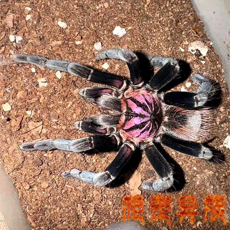 蜘蛛爬宠异族高端品种蜘蛛