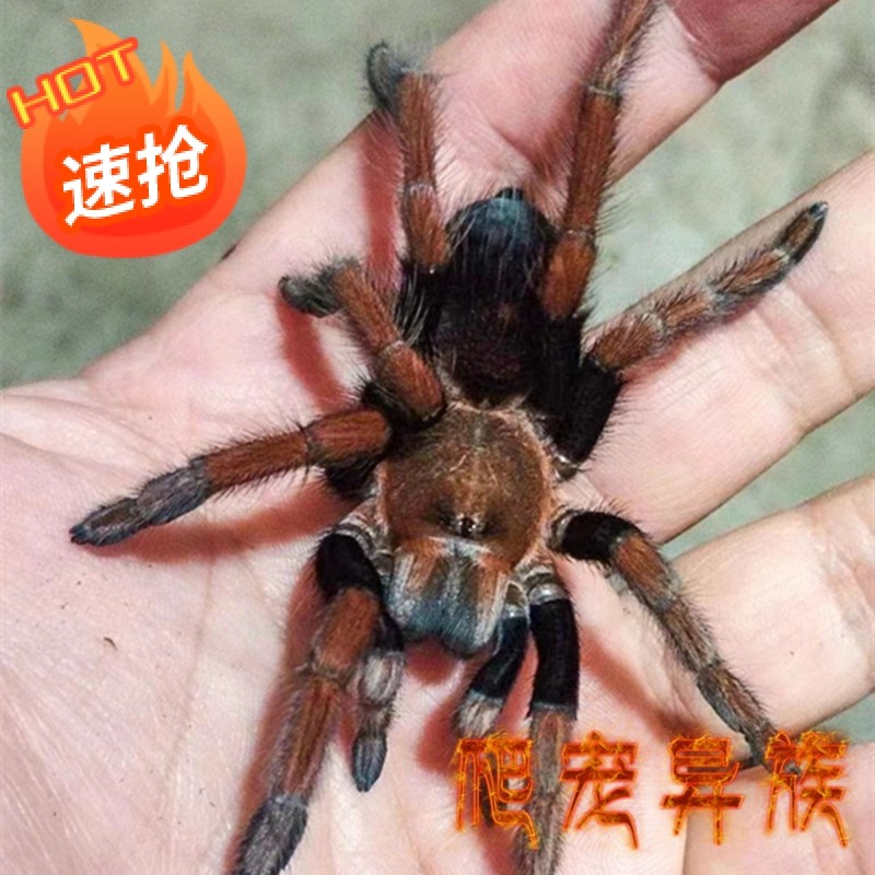 秘鲁巨人橙焰t sp magma aph血脚顶配版体型大温顺不踢毛超大个体