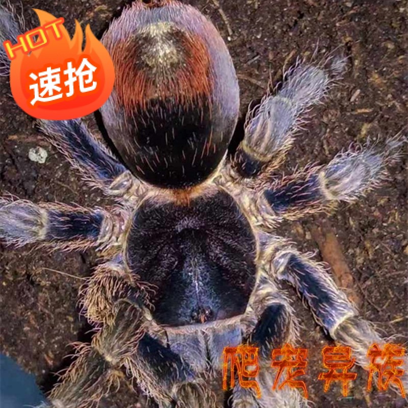 安提库纳蓝腿火环 antikuna sp颜色艳丽小神物级别稀有物种收藏级