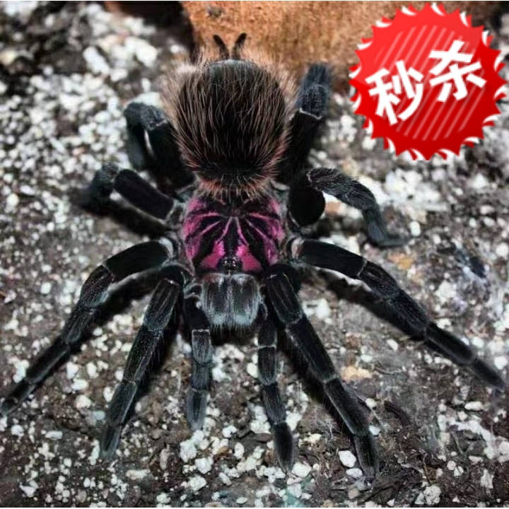 蓝紫镭射蜘蛛亚雷蜘蛛亚马逊蓝紫镭射蜘蛛亚X亚镭南美x属亚镭蜘蛛