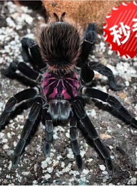 蓝紫镭射蜘蛛亚雷蜘蛛亚马逊蓝紫镭射蜘蛛亚X亚镭南美x属亚镭蜘蛛
