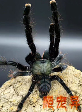 英灵殿树老虎捕鸟蛛Omothymus valhalla大型树栖地老虎骨灰级收藏