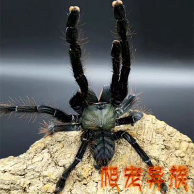 英灵殿树老虎捕鸟蛛Omothymus valhalla大型树栖地老虎骨灰级收藏