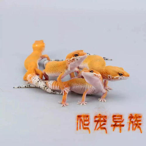 肥尾守宫奥利奥鬃狮蜥蜴豹纹守宫温顺可爱豹纹守宫宠物蜥蜴温顺类