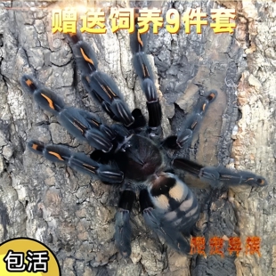 委内瑞拉太阳虎蜘蛛日虎活体宠物蜘蛛日虎蜘蛛网红蜘蛛宠物蜘蛛