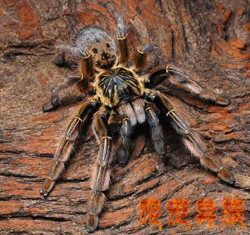 纳米比亚黄金巴布蜘蛛AJ黄金巴布纳米比亚黄金蜘蛛收藏款爬宠异族