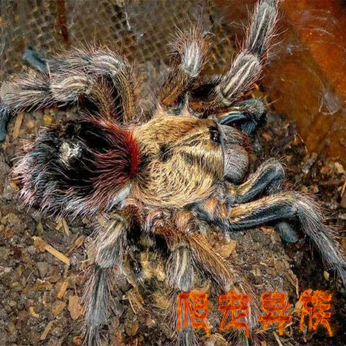 智利金豹纹蜘蛛金爆纹Euathlus manicata属小神物高端局玩家收藏