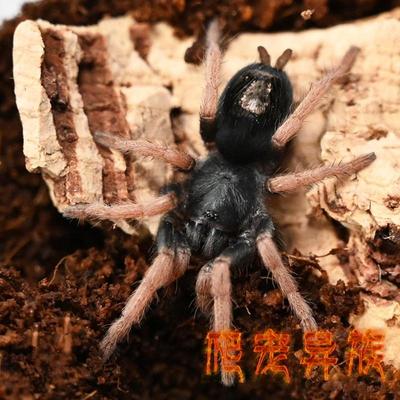 巴西侏儒粉红脚爱心蜘蛛