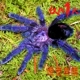 6漂亮温顺厄紫蜘蛛宠物蜘蛛活体蓝紫色宠物蜘蛛 厄瓜多尔紫粉趾5