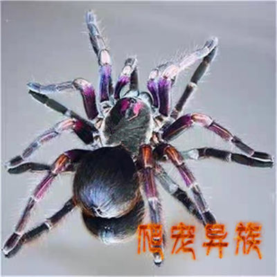 厄瓜多尔紫腿蜘蛛骨灰级玩家收藏品种爬宠异族