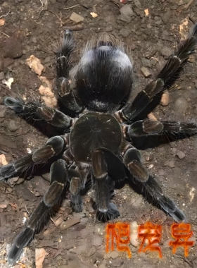 Pamphobeteus sp. 