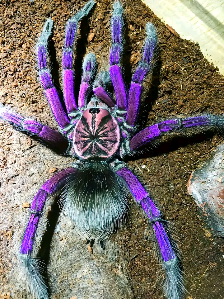 马查拉钢铁蓝蜘蛛超美丽马查拉钢铁蓝经典pm属品种爬宠异族