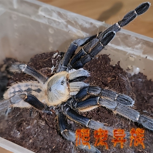 电蓝地老虎蜘蛛地老虎凶猛型蜘蛛大型地老虎蜘蛛电蓝色蜘蛛