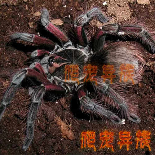 厄瓜多尔钢铁蓝Pamphobeteus sp.2 