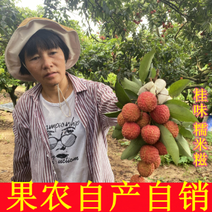【自家果园】正宗桂味荔枝新鲜从化增城老树应当季整箱空运包邮