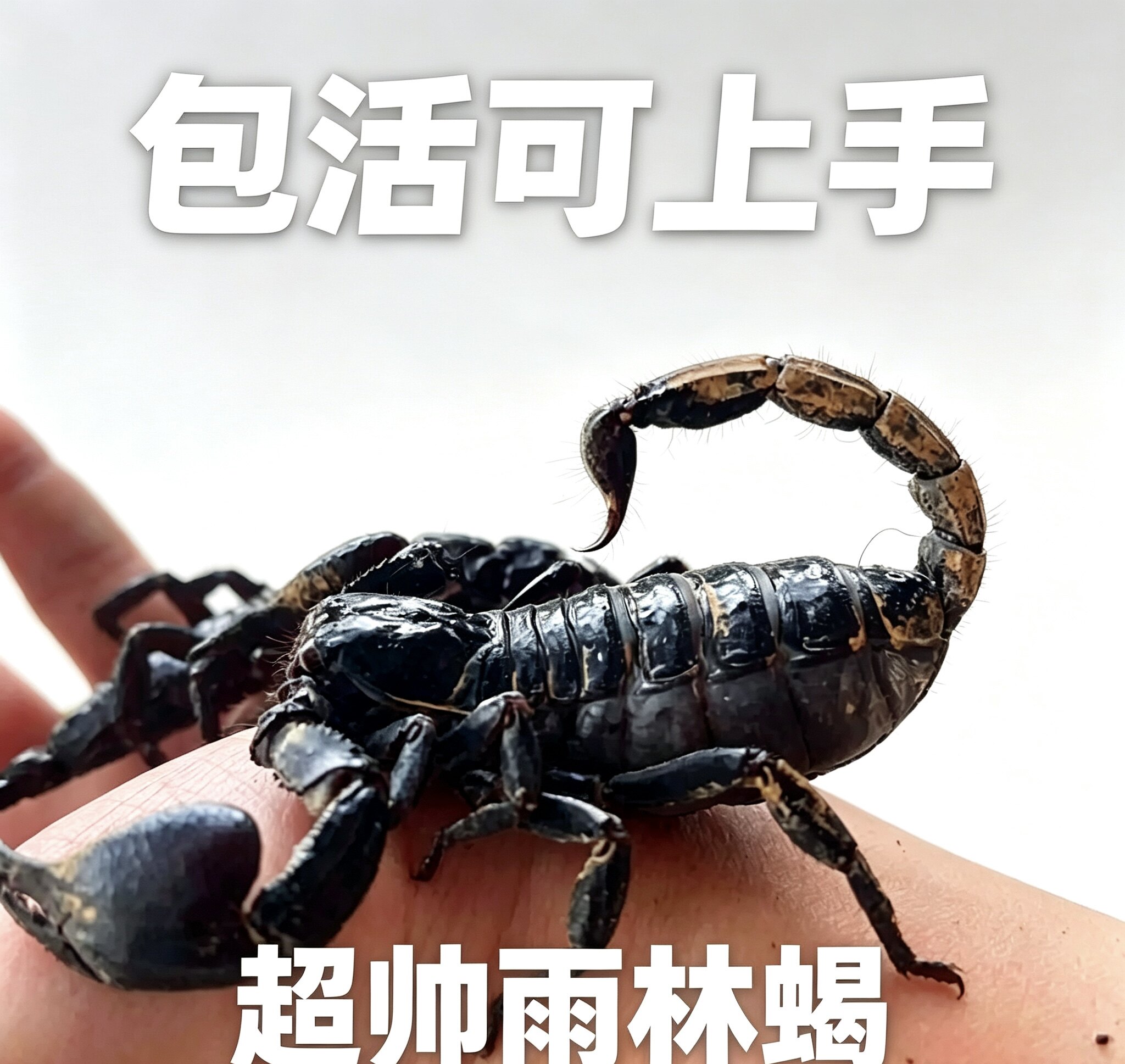 亚洲雨林蝎超大宠物黑蝎子活体1特色爬宠/鸣虫