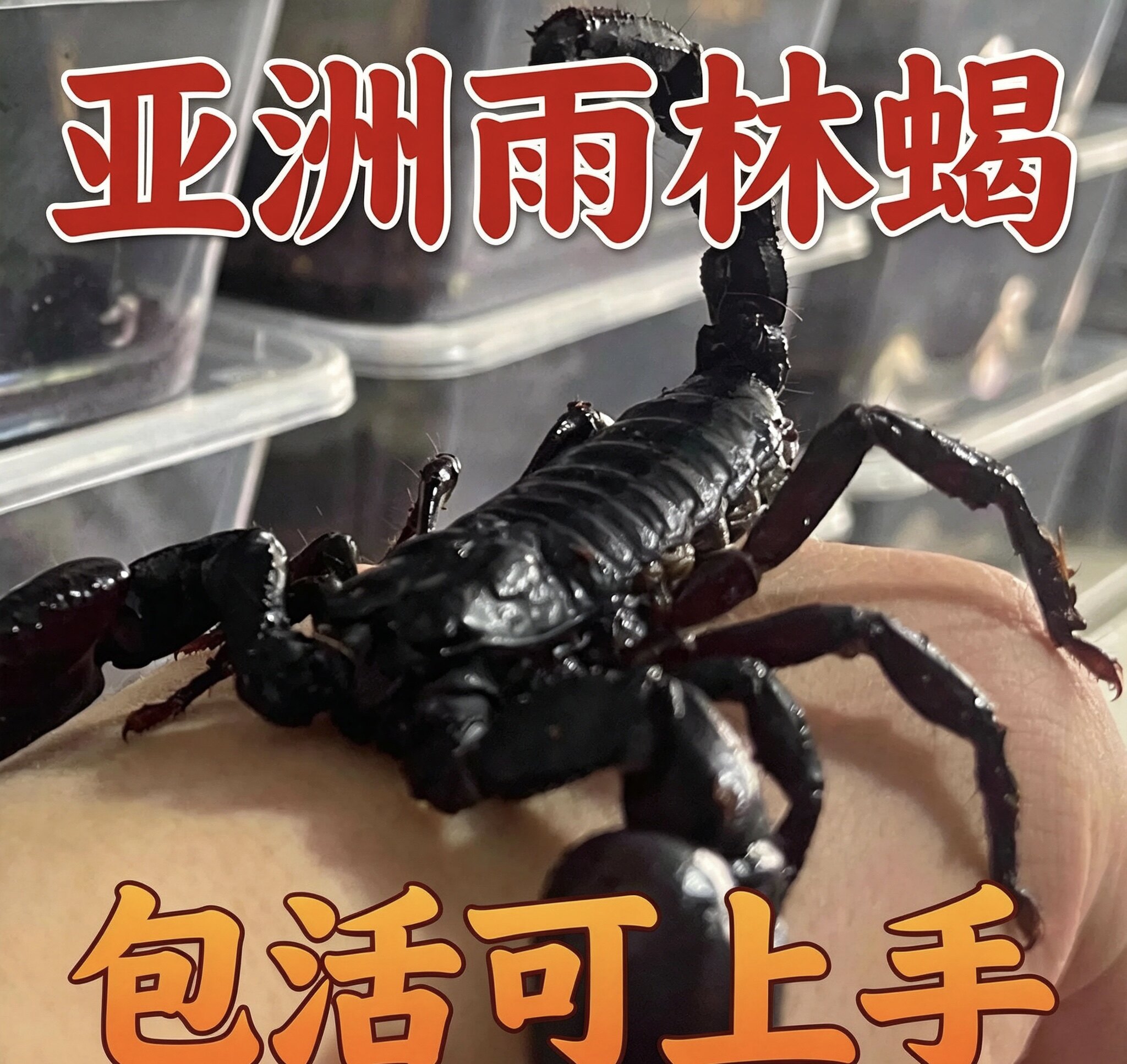 【现货】亚洲雨林蝎超大宠物活体特色爬宠/鸣虫