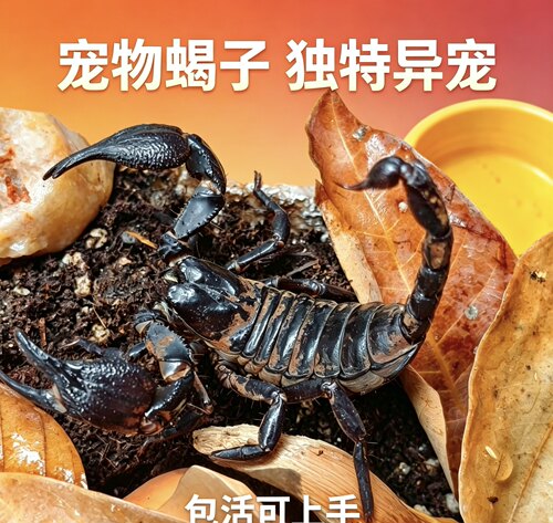 【现货】亚洲雨林蝎超大宠物活体18cm温顺无毒可上手包活爬虫