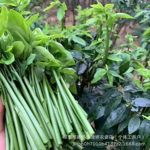 树仔菜种子五指山树菜种子五指山野菜越南菜种子四季可种家庭