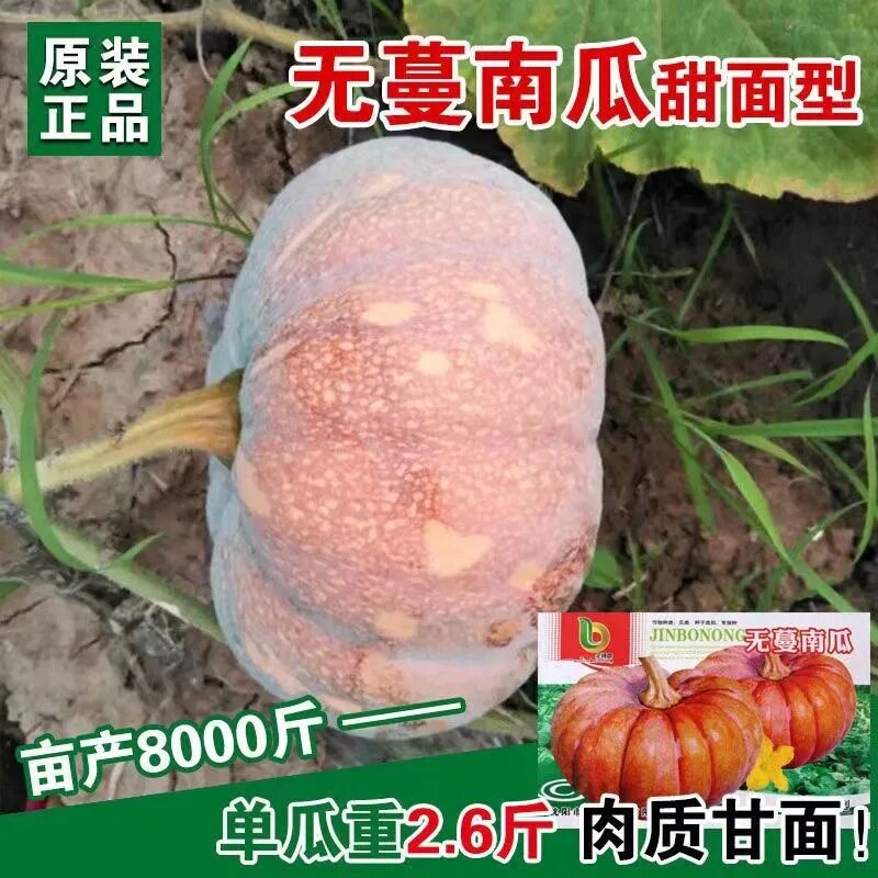 无蔓南瓜种子甜面磨盘巨型大南瓜大田菜园高产易种四季瓜果蔬菜籽