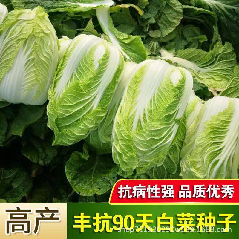 丰抗90白菜种子白菜籽蔬菜山东白菜种孑冬季耐寒四季秋大白菜